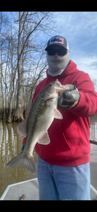 Bass bites at Pickwick Lake!